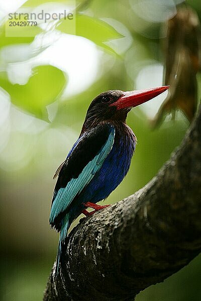 Martin Fisher on a tree branch  Bali