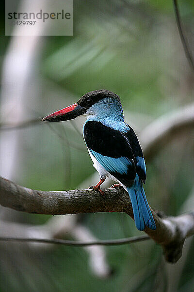 Kingfisher  Orango National Park  Bijagos Islands  Guinea Bissau