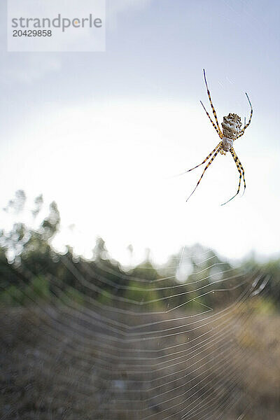 Spider on web.