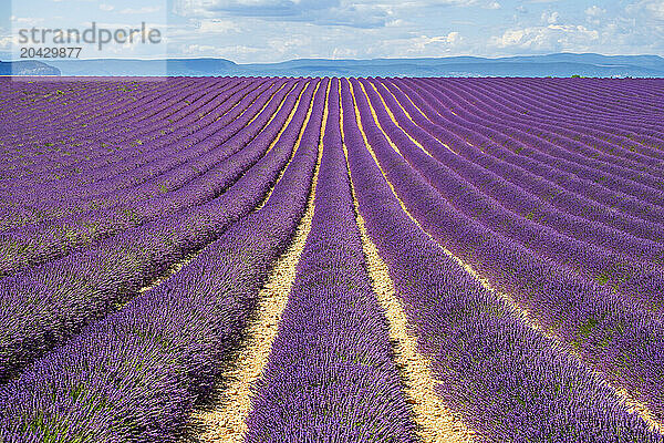 Rows of purple lavender in height of bloom in early July in a field on the Plateau de Valensole