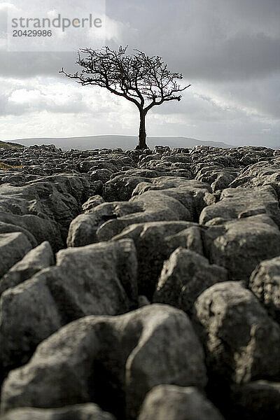 Tree growing out of limestone pavement in Yorkshire.