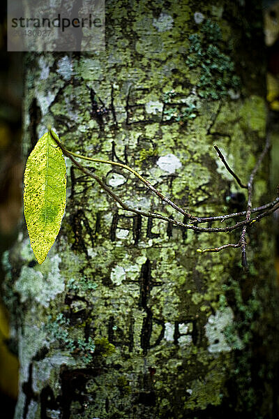 A single leaf hangs in front of a tree trunk carved in graffiti.