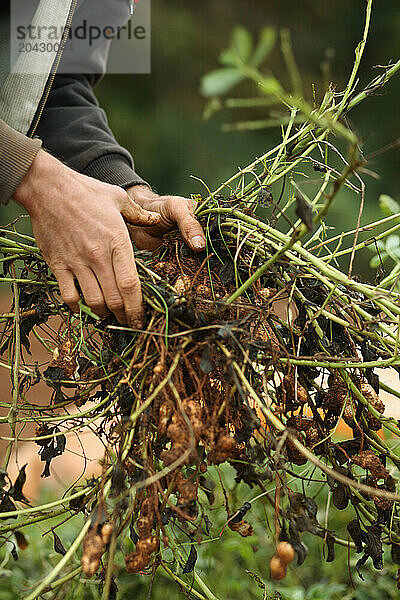 Farmers harvest peanuts during a Crop Mob