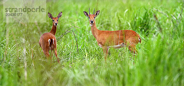 Cob de Buffon -Kobus Kob-Democratic Republic of Congo Garamba National Park