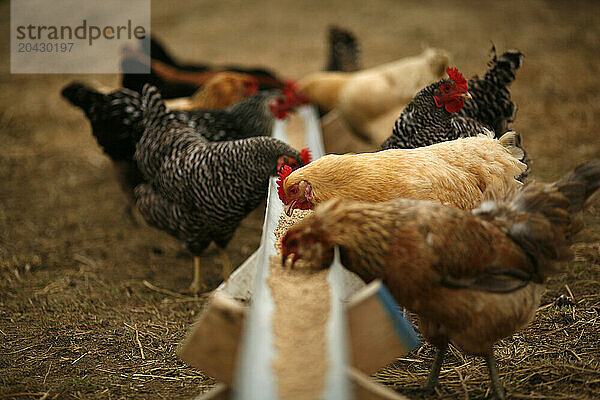 Chickens eating on Andrew & Jennifer Miller farm  Rush Creek Farms  in Sidney  Illinois.