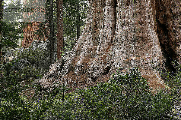 General Sherman Tree in Sequoia National Park.