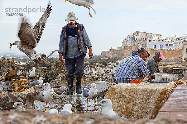 Fishermen On The Fishing Port Of Essaouira With Medina In Background