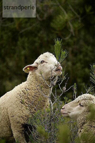 Transhumance with sheep in the Iberian Peninsula (Spain). From Cuenca to Extremadura