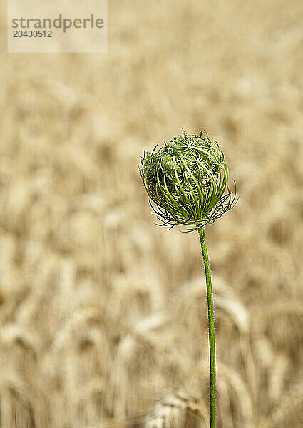 Queen Anne's Lace