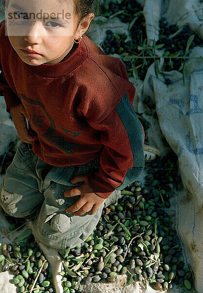 Palestinian girl sits in olives from harvest.