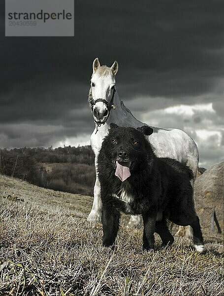 Black dog and a white horse under a dark sky