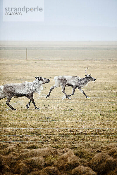 Two reindeer.