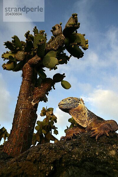 Iguana  Conolophus subcristatus  Plazas Norte island