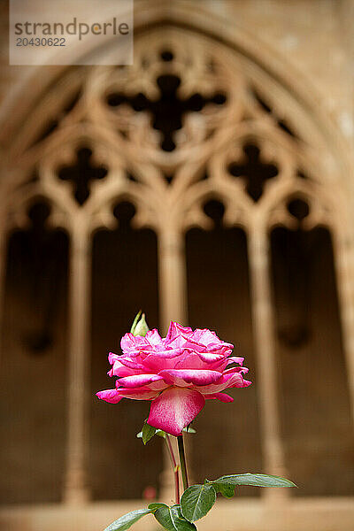 Camino de Santiago- The Camino SantiagoPink in the town of Los Arcos in Navarra