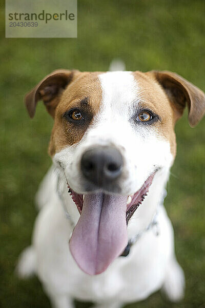 Dog Portrait