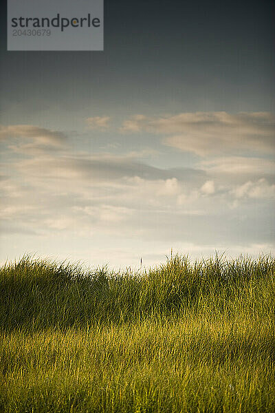 Summer marshland at sunset