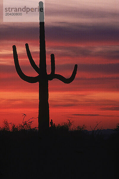 Silhouetted saguaro cactus at sunset in desert outside of Phoenix  Arizona.