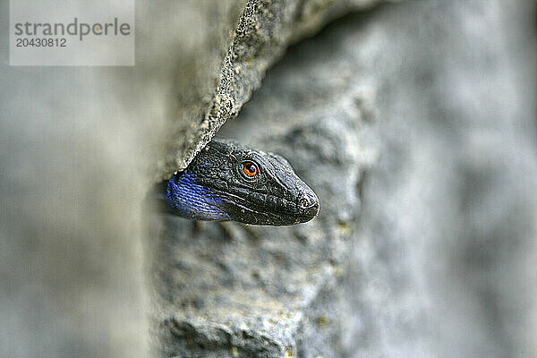 A Tizon Lizard Gallotia Galloti With It's Distinctive Blue Coloring Found All Over Tenerife