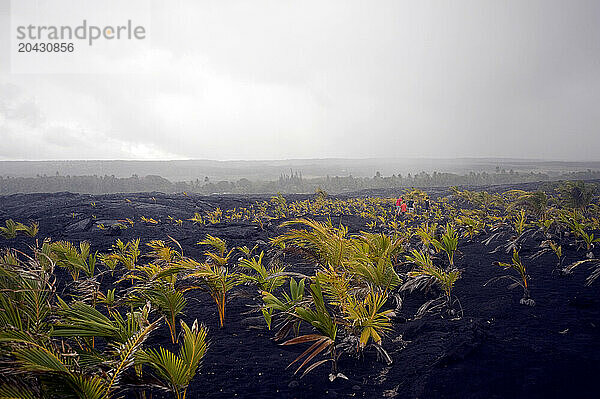 Four people hike into the distance through an old lava field with freshly planted coconut trees on a rainy windblown morning