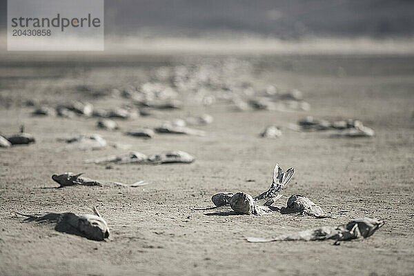 Thousands Of Dead Fish On The Dried Shore Of The Washoe Lake