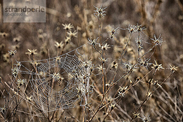 spider webs group