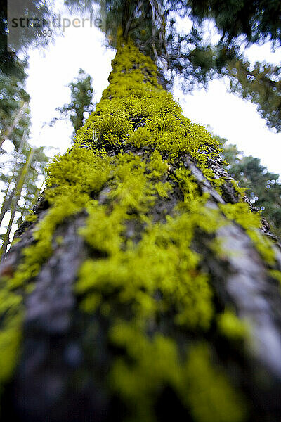 Low-angle  close-up view of moss on a tree in the San Juan Islands  Washington