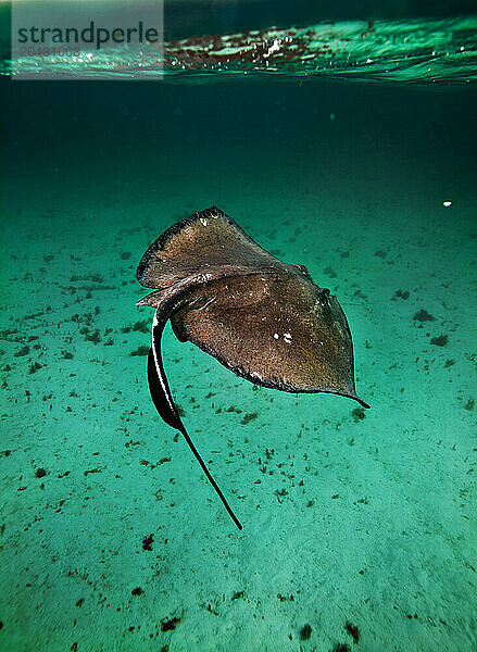 Split-level view of Stingrays swimming underwater off Grand Cayman Island.