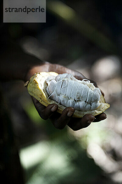 A hand holding a freshly opened coco fruit