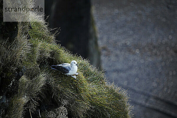 A Fulmar resting on the cliffs