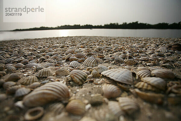 Ground covered with shells in the mangrove de Casamance