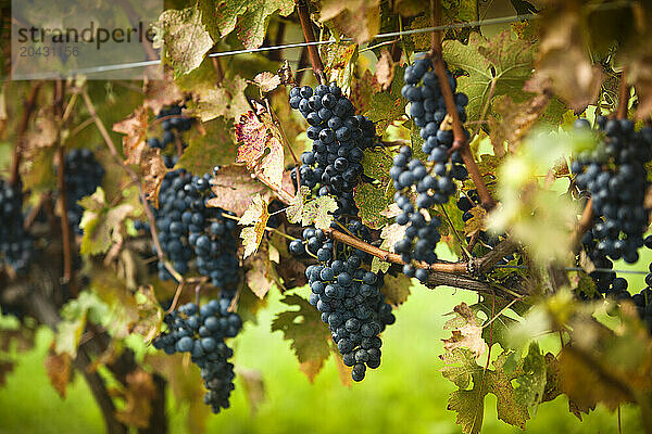 Vineyard field and ripe grape crops in wine country