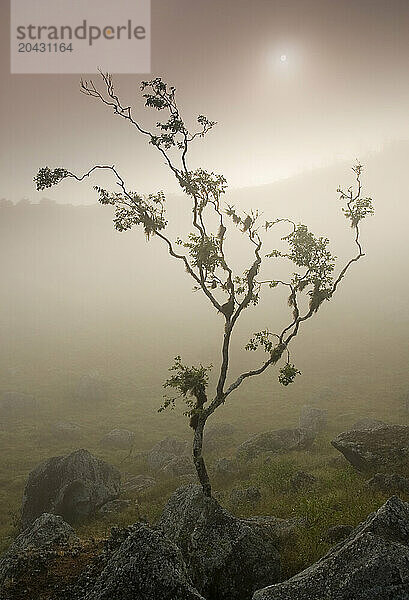 A misty sunrise silhouettes an endemic Galapagos guava (psidium galapageium) on Santiago Island  Galapagos  Ecuador.