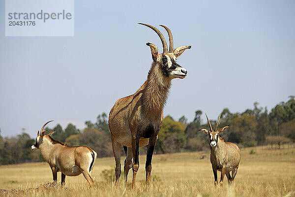 Three roan antelopes standing in grass of Ezulwini Valley  Swaziland