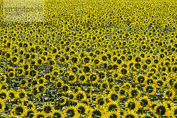 Field of giant yellow sunflowers in full bloom