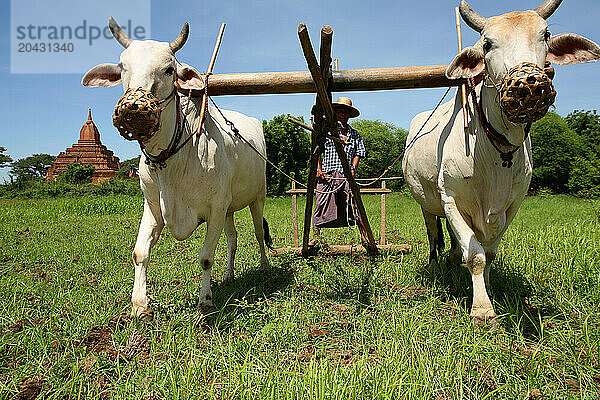 Farmer plowing his Paddy Field with a Buffalo.