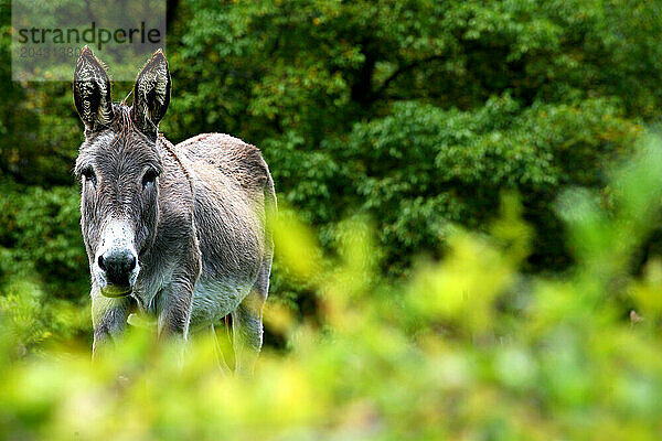 Somiedo Natural Park-donkey  Asturias  Spain