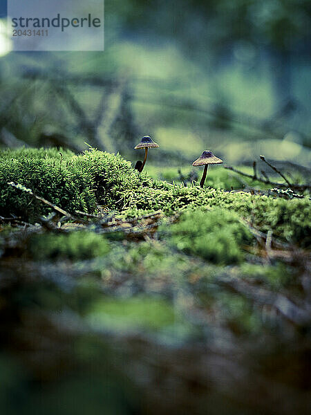 mushrooms in the moss