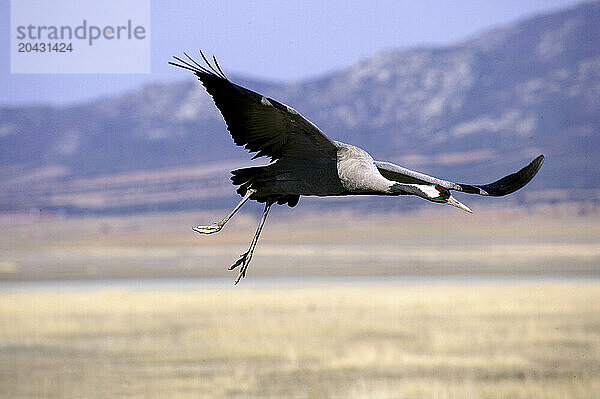 Common cranes at Gallocanta lagoon in autumn. Teruel  Aragon