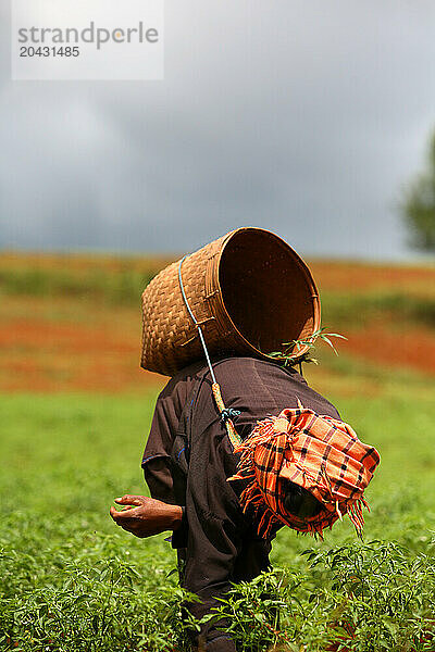 FARMER IN KALOW Burma  female farmer planting rice