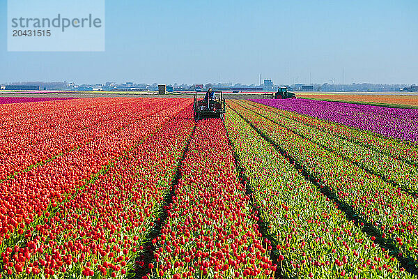 Dutch Farmer Deadheading Tulips With Farm Machinery