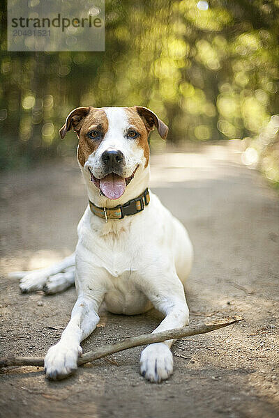 Dog in the woods.