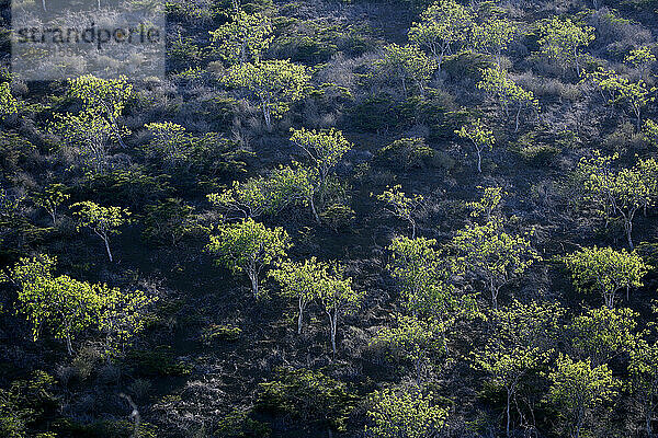 Palo santo trees  Floreana island