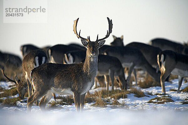 Deer in Dyrehaven  Deer park  at winter time  Klampenborg