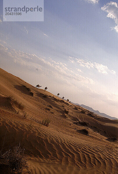 A camel caravan travels through the desert  Dubai  United Arab Emirates.