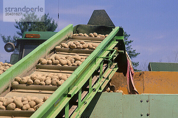 potato harvest