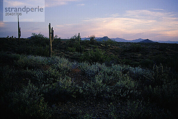 desert  southwest  Arizona  cactus  saguaro