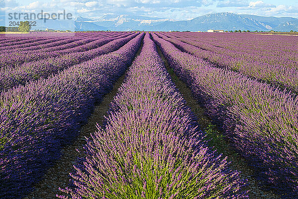 Rows of purple lavender in height of bloom in early July in a field on the Plateau de Valensole