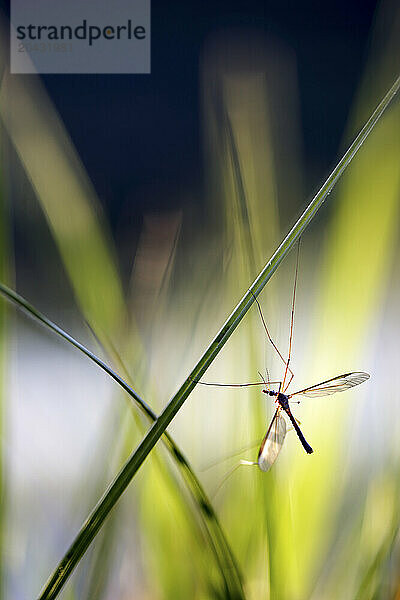 Isolated crane fly (Tipula)  Breto  Spain