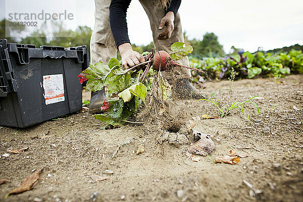 Pulling beet out of ground.