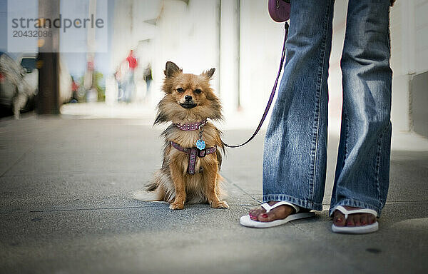 Small dog  on a leash standing beside its owner.